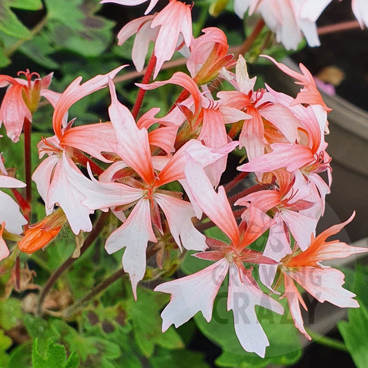 Fairy Fantasy is a pretty Stellar Pelargonium which grows well as a bushy Pelargonium and and produces lots of flowers that have a creamy-white lower petal which blends to salmon pink.