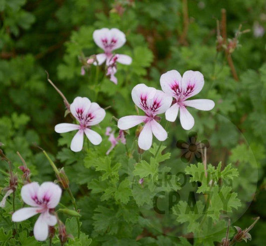 Lady Scarborough - Strawberry Scented Leaf Pelargonium (Geranium) Plant - 6cm