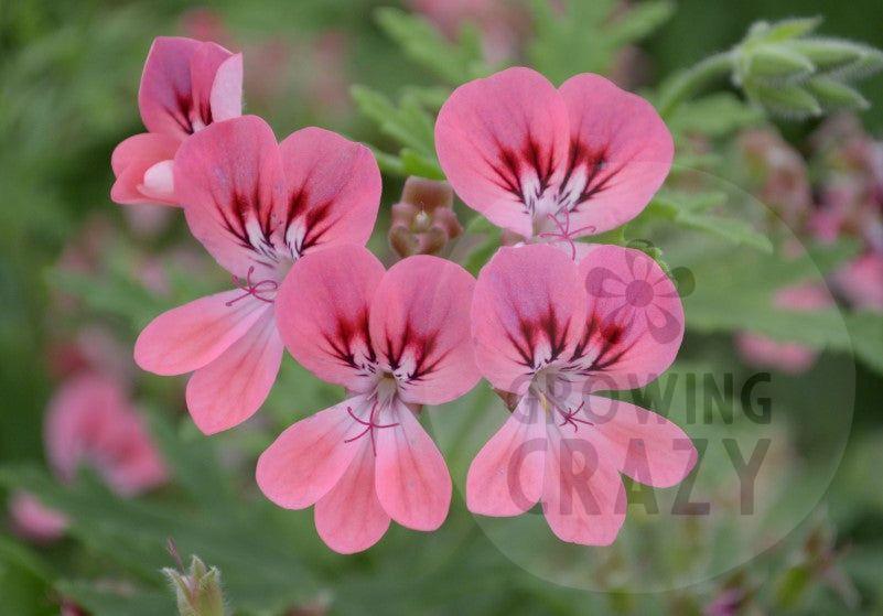 Lara Starshine - Rose-lemon Scented Leaf Pelargonium (Geranium) Plant - 6cm pot