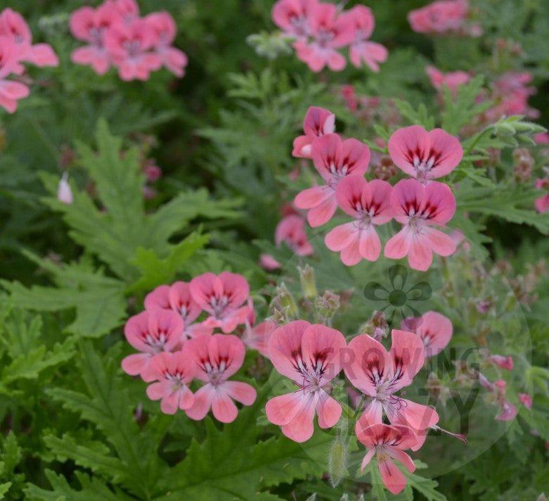 Lara Starshine - Rose-lemon Scented Leaf Pelargonium (Geranium) Plant - 6cm pot