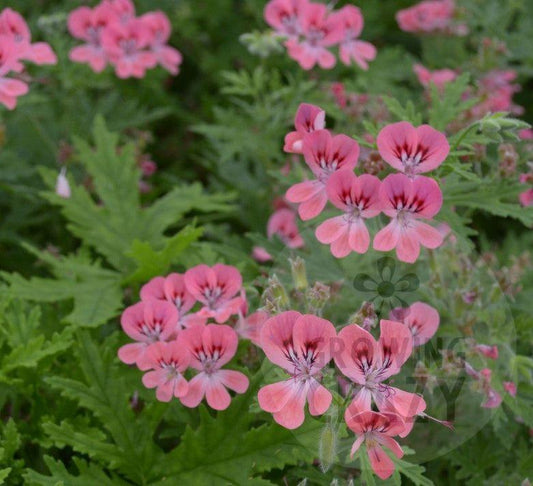 Lara Starshine - Rose-lemon Scented Leaf Pelargonium (Geranium) Plant - 6cm pot