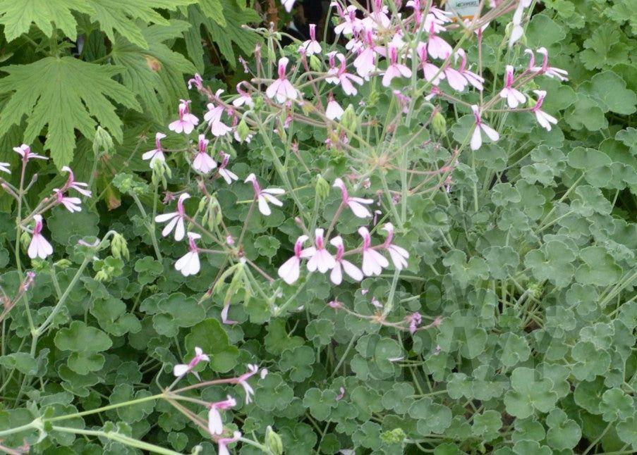 Lavender Lindy - Scented Leaf Pelargonium (Geranium) Plant - 6cm bio pot