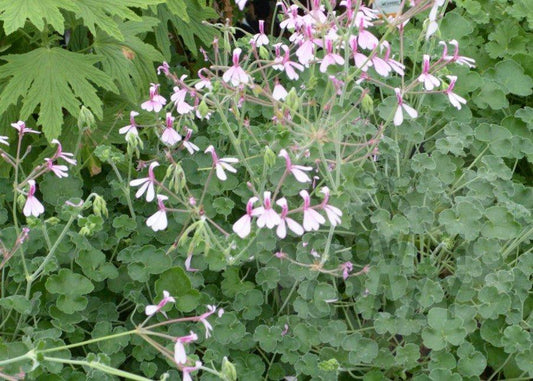 Lavender Lindy - Scented Leaf Pelargonium (Geranium)