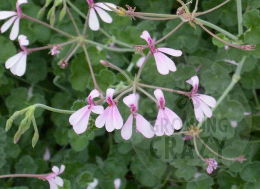 Lavender Lindy -  Scented Leaf Pelargonium (Geranium) Plant - 6cm bio pot