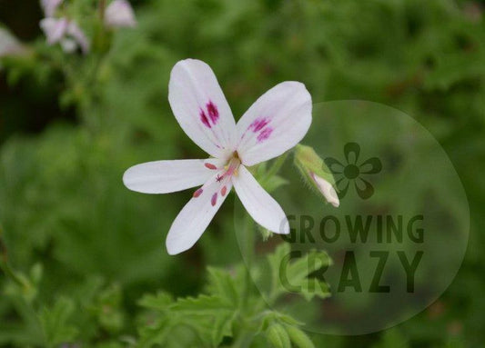 Lemon Kiss - Scented Leaf Pelargonium (Geranium) Plant - 6cm pot