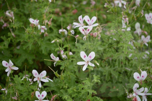 Lemon Kiss - Scented Leaf Pelargonium (Geranium) Plant - 6cm pot
