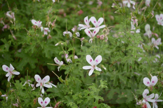Lemon Kiss - Scented Leaf Pelargonium (Geranium)