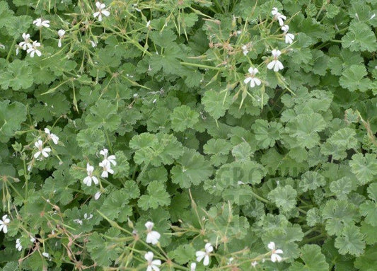 Old Spice - Scented Leaf Pelargonium (Geranium) Plant - 6cm bio pot