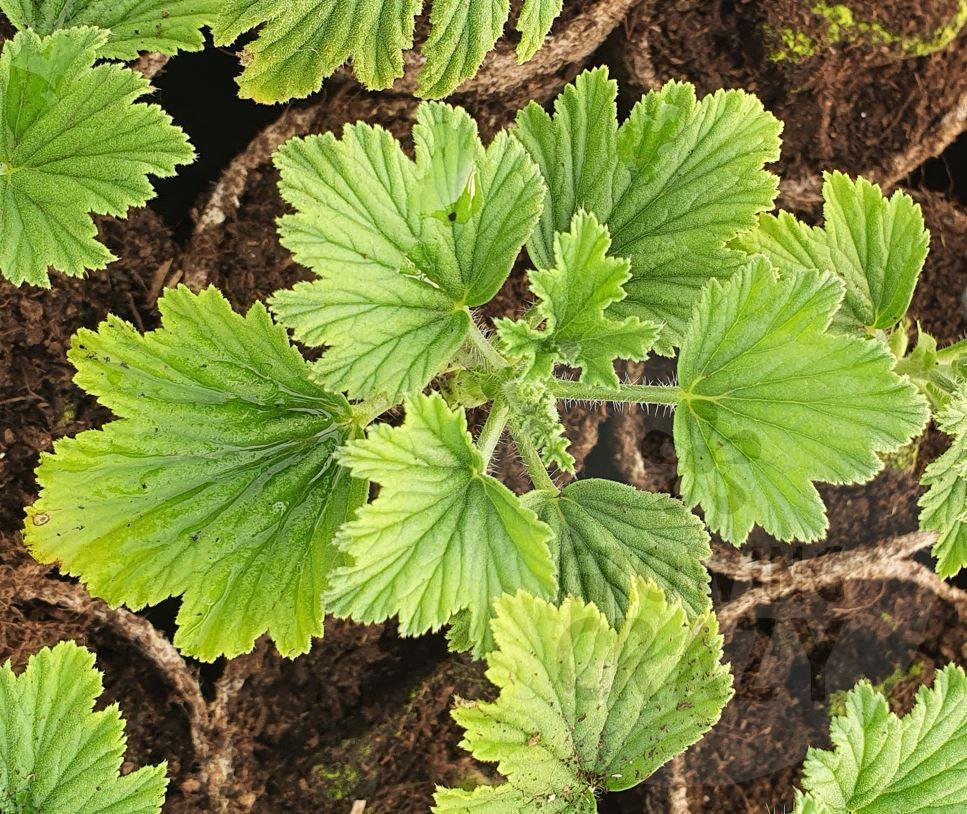 Orange Fizz is a real Scented-leaf geranium favourite in the garden for providing deliciously scented leaves with a fragrance of fresh oranges. It also produces flowers of mauve with some purple feathering