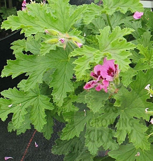 Orsett Scented Leaved Pelargonium Geranium Plant