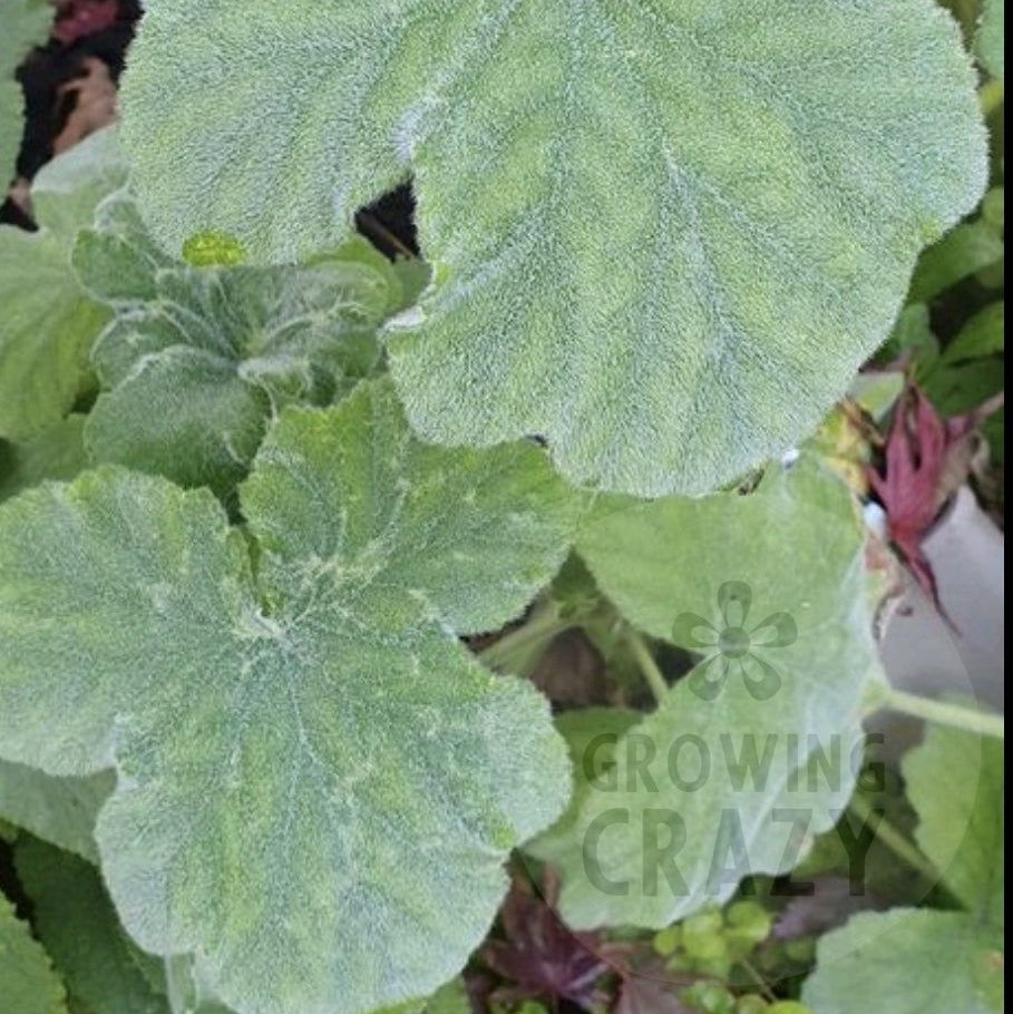 Pelargonium tomentosum scented leaved species geranium
