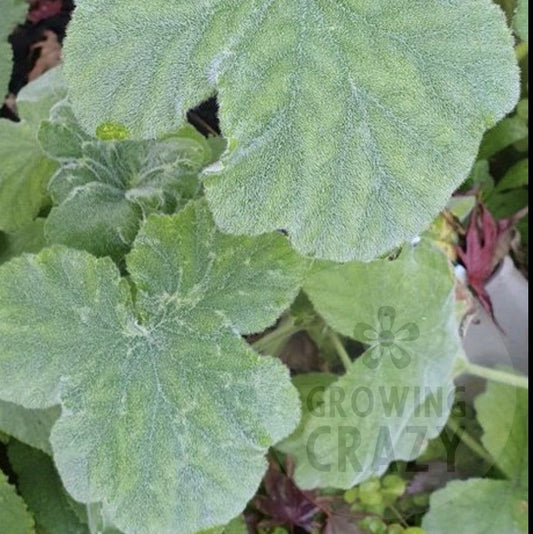 Pelargonium tomentosum scented leaved species geranium
