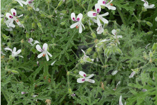 Peppermint Lace Scented leaf geranium to buy uk