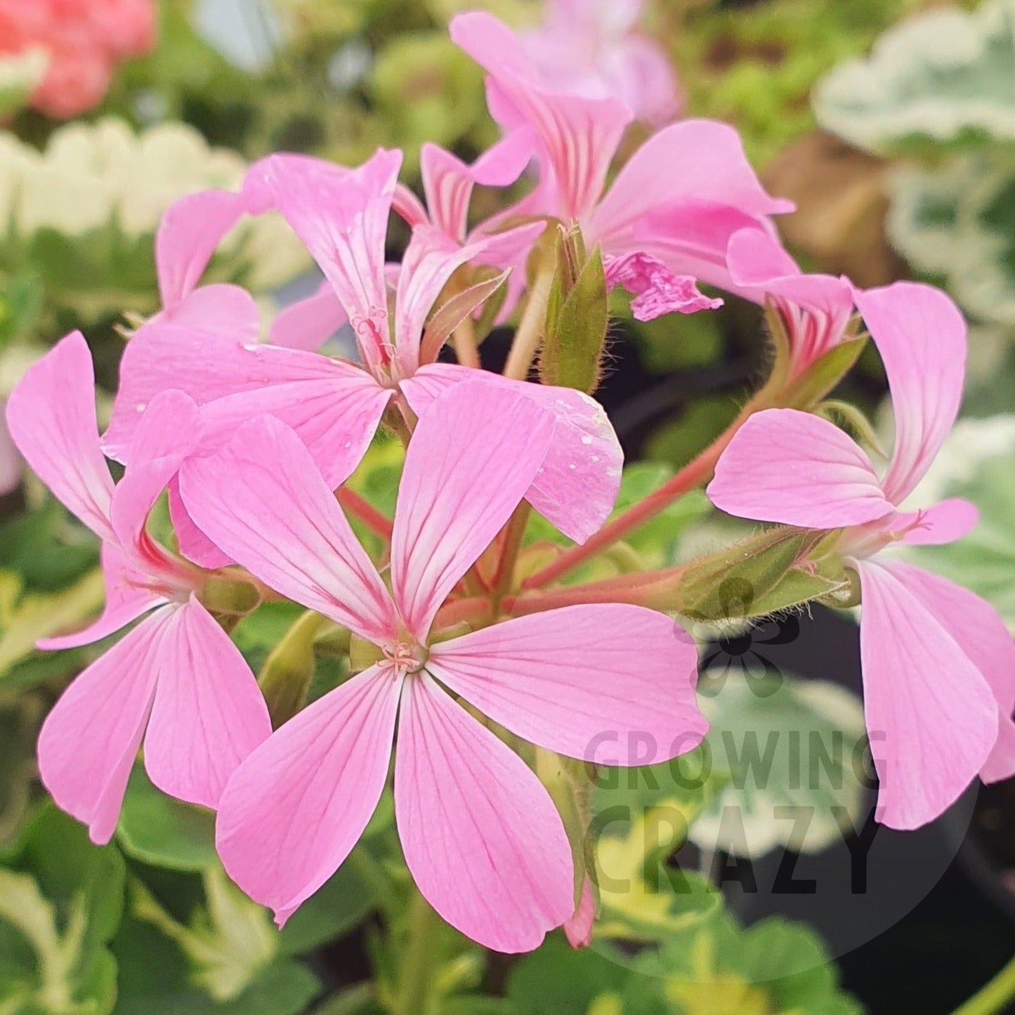 Pink Happy Thought - Coloured Leaf Pelargonium Geranium upright growing habit lush green leaves  soft candy-pink coloured single flowers.Victorian intresting specimen plant