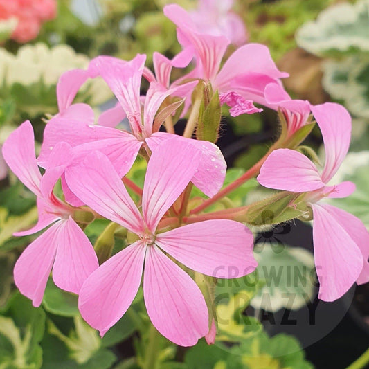 Pink Happy Thought - Coloured Leaf Pelargonium Geranium upright growing habit lush green leaves soft candy-pink coloured single flowers.Victorian intresting specimen plant