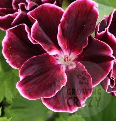 Pompeii - Regal Pelargonium (Geranium) bushy compact habit and produces dark maroon petals edged with white and gently crinkled
