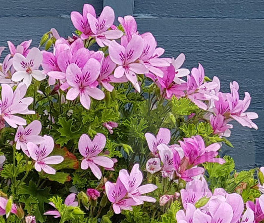 Prince of Orange is a naturally bushy scented Pelargonium / Geranium. It has small round leaves that give off a really lovely fresh citrus orange scent