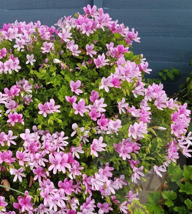 Scented Leaf Geraniums/Pelargoniums Cut Flower Foliage Collection - 3x Named Plants 6cm bio pots