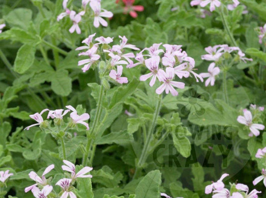 Rober's Lemon Rose is an upright growing scented Geranium Pelargonium that has soft velvety lemon scented leaves. It produces lovely mauve pink coloured flowers.