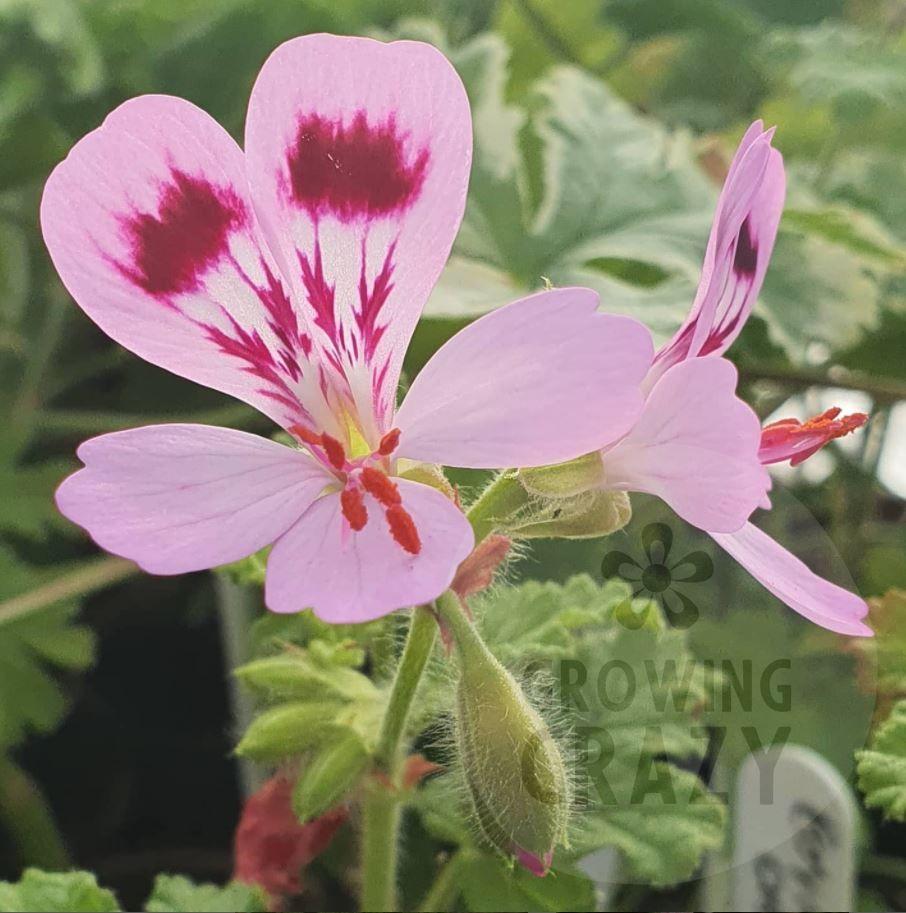 Royal Oak scented leaf geranium plant