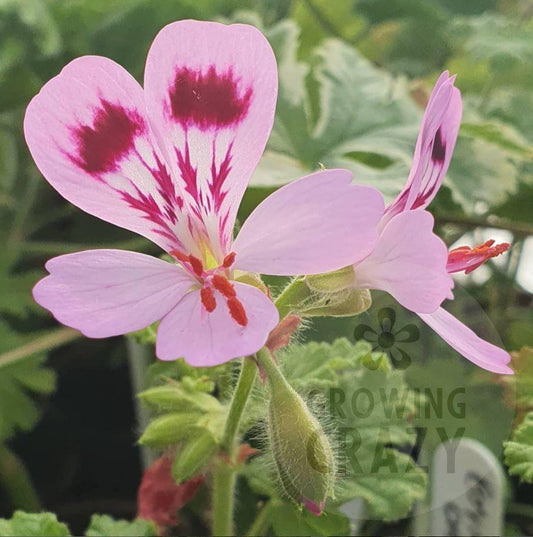 Royal Oak scented leaf geranium plant