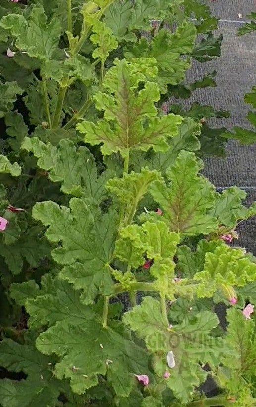Royal Oak scented leaf geranium plant