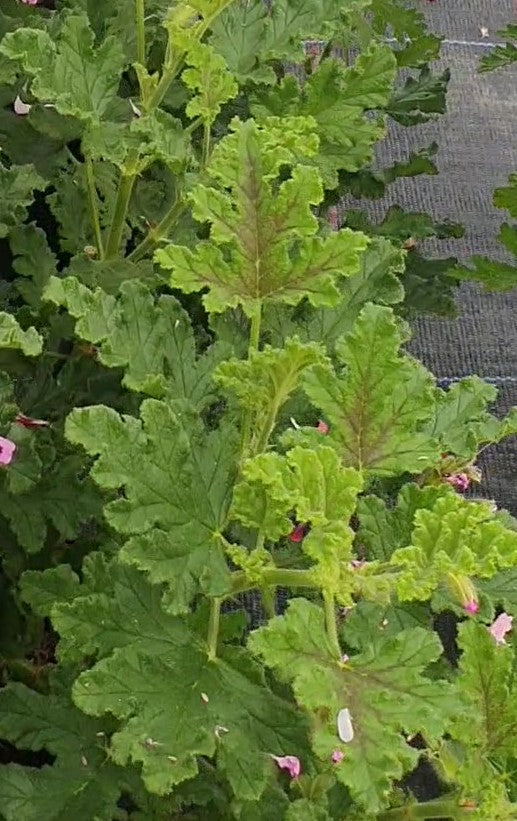 Royal Oak scented leaf geranium plant