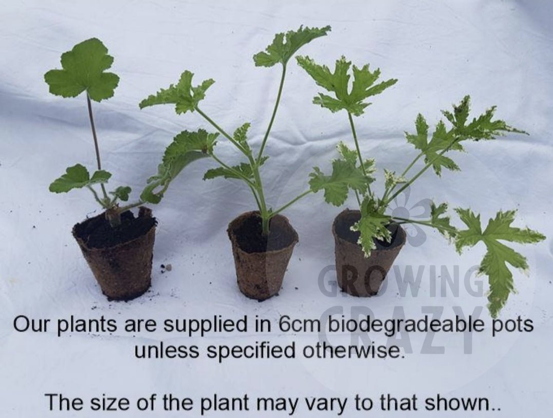 Welling - Scented Leaf Pelargonium (Geranium)