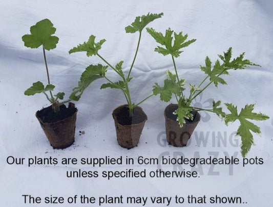 Torrento (Cola Bottles) - Scented Leaf Pelargonium / Geranium Plant - 6cm bio pot