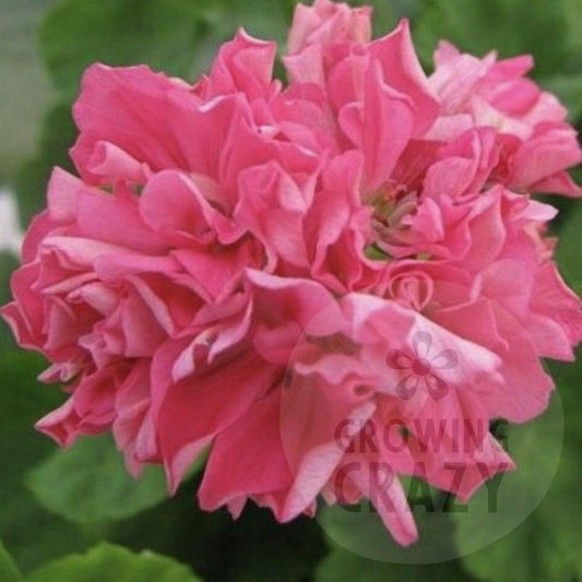 Sister Henry - Pink Rosebud Pelargonium (Geranium) Plant - 6cm pot - for garden border or patio pot