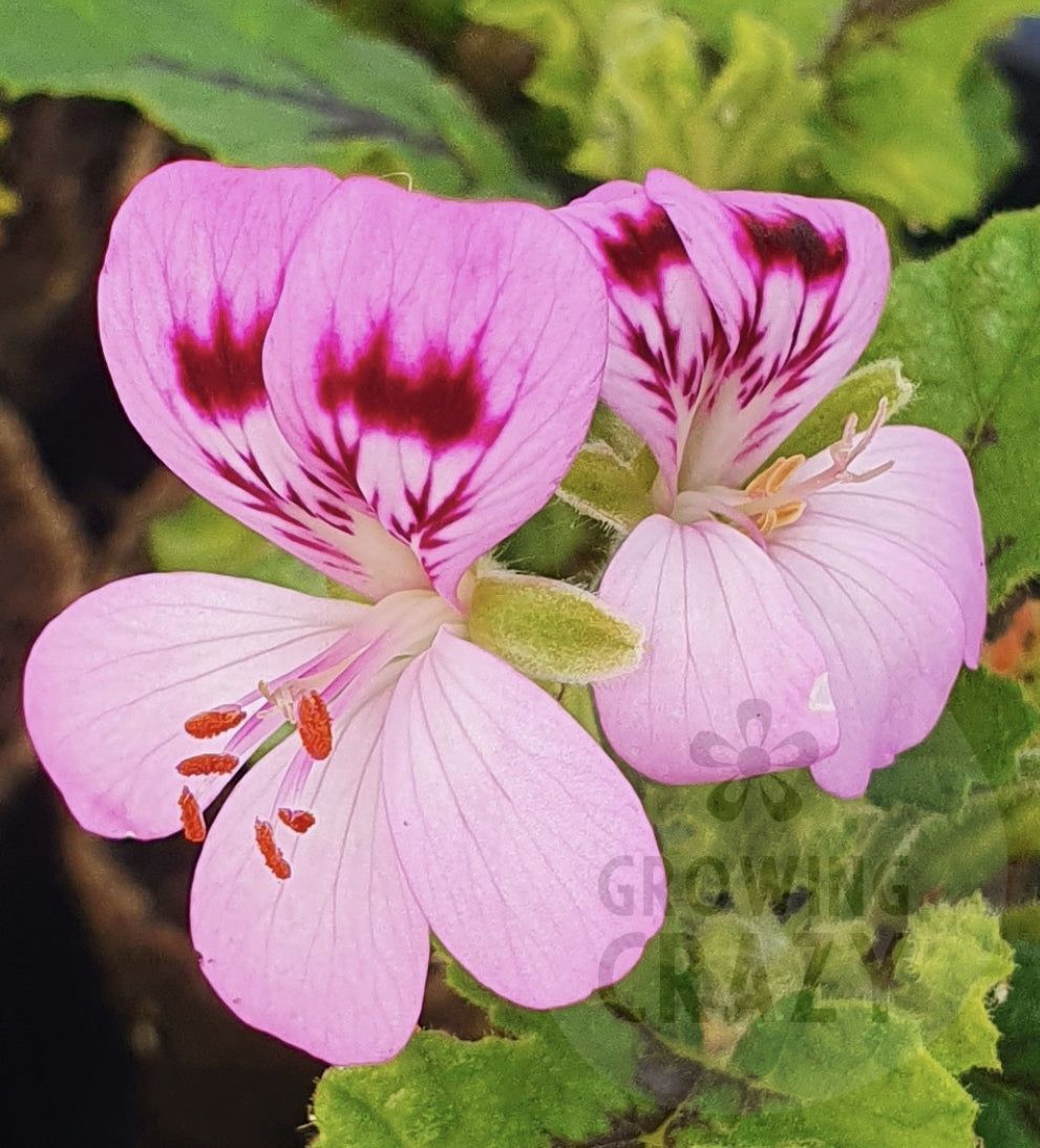 Royal Oak scented leaf geranium plant
