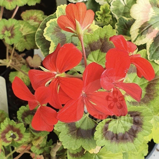 Golden Harry Heiover - Coloured Leaf Pelargonium (Geranium) golden leaves  bright scarlet red flowers Victorian  intresting