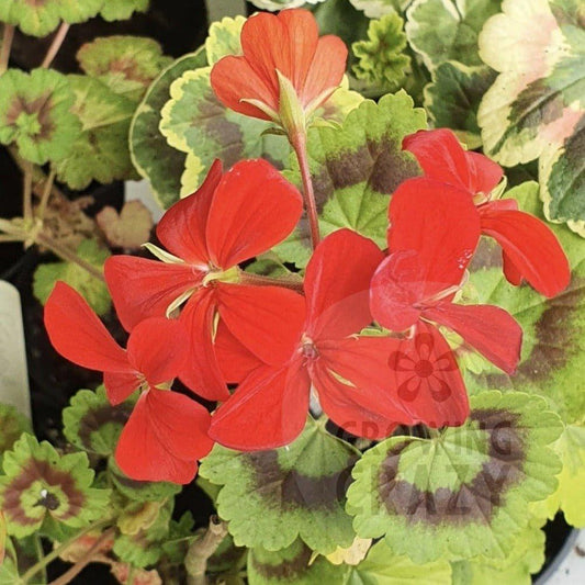 Golden Harry Heiover - Coloured Leaf Pelargonium (Geranium) golden leaves bright scarlet red flowers Victorian intresting