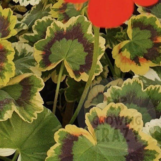 Peter Grieve - Coloured Leaf Pelargonium (Geranium)