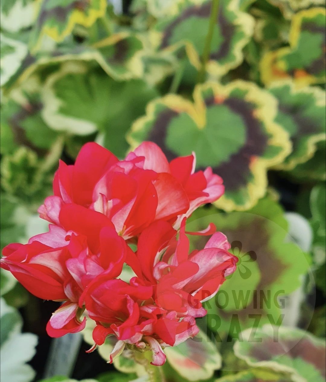 Warrenorth Emerald - Coloured Leaf Pelargonium (Geranium) Plant - 6cm bio pot