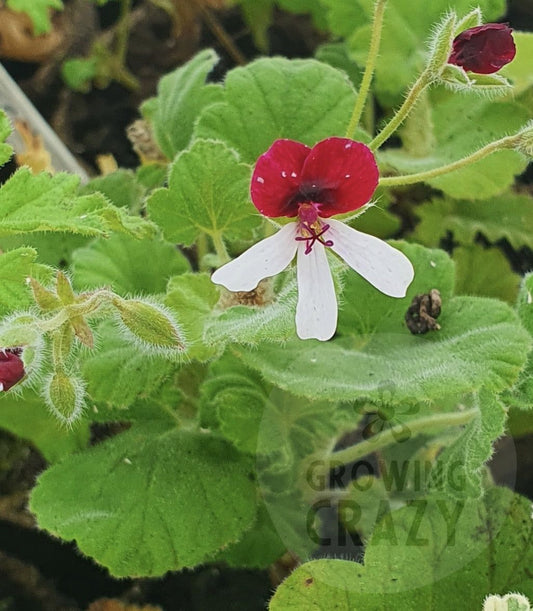 Islington Peppermint - Peppermint Scented Leaf Pelargonium (Geranium) Plant - 6cm
