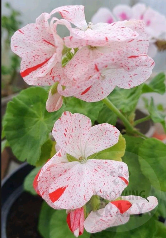 Sparks - Zonal Pelargonium / Geranium
