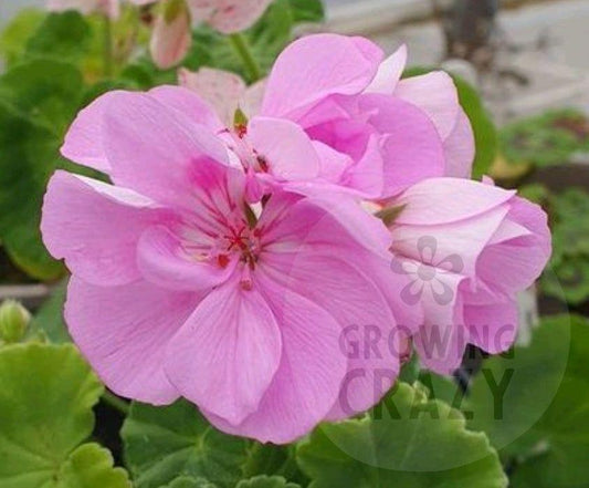 Bold Carousel - Zonal Pelargonium / Geranium Garden Plant - 6cm pot
