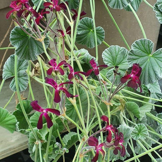 P. sidoides (magenta form) - Specie Pelargonium / Geranium - Single Plant 6cm bio Pot