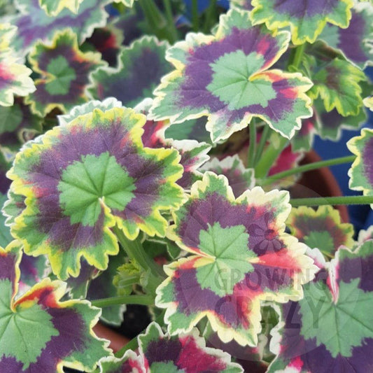 Skies of Italy - Coloured Fancy Leaf Pelargonium (Geranium) Plant - 6cm bio pot - Great on the patio!