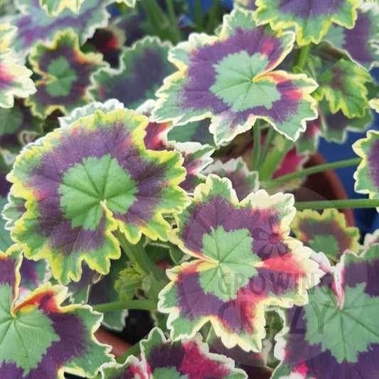 Skies of Italy - Coloured Fancy Leaf Pelargonium (Geranium)