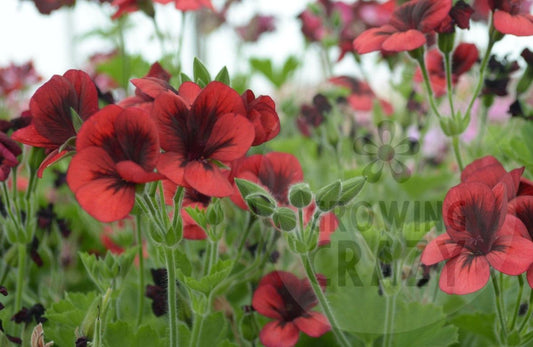 Voodoo - Unique Pelargonium (Geranium) plant in 6cm bio pot