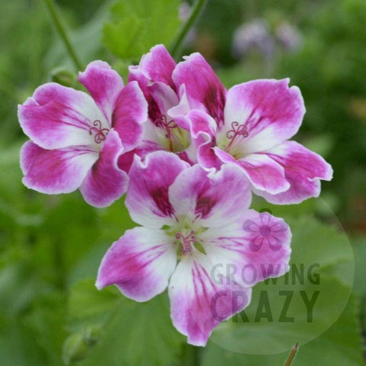 Willa - Decorative Pelargonium Geranium strong upright habit  soft mauve and white clusters of flowers