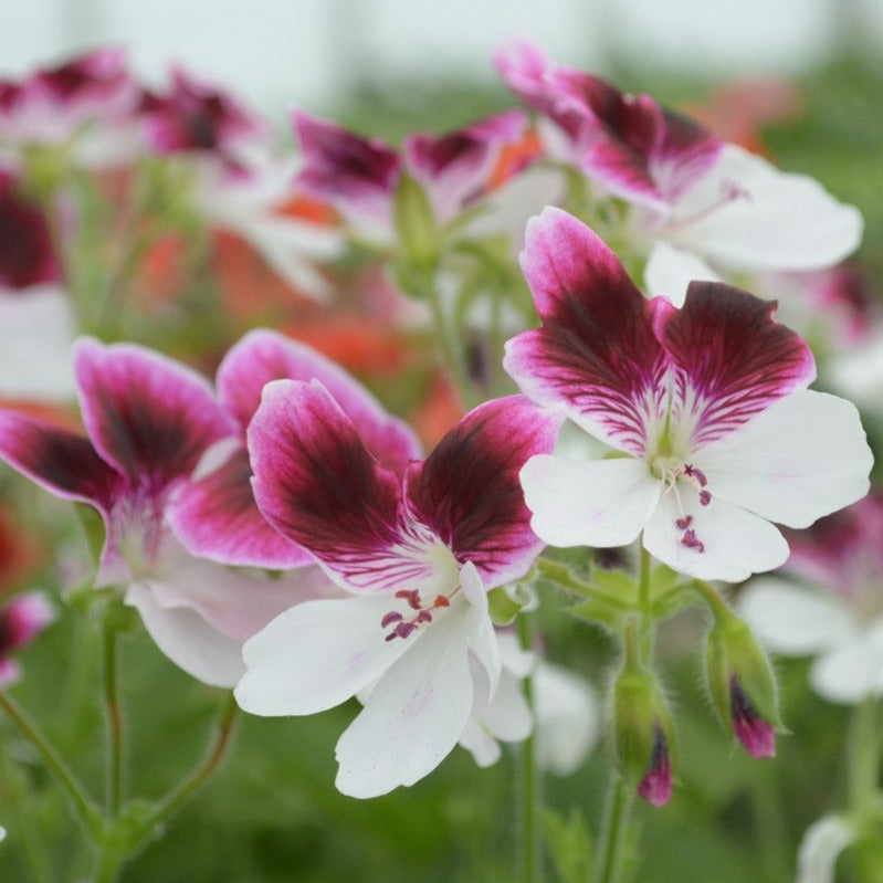 This is Decorative Pelargonium (Geranium) 'Australian Mystery' which produces an abundance of purple and white flowers.