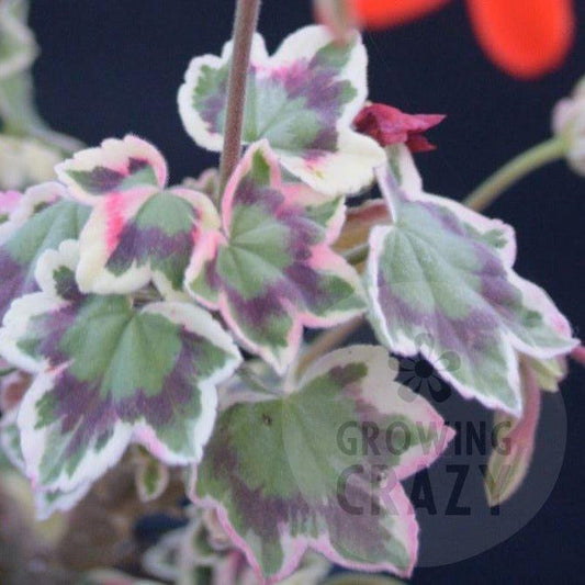 Betwixt - Coloured Leaf Pelargonium (Geranium)