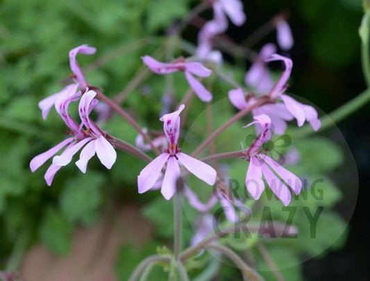 Brilliantine - Cologne Scented Leaf Pelargonium (Geranium) Plant - 6cm bio pot