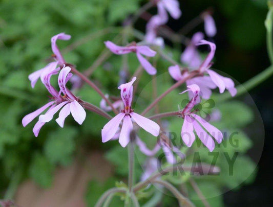 Brilliantine - Cologne Scented Leaf Pelargonium (Geranium)