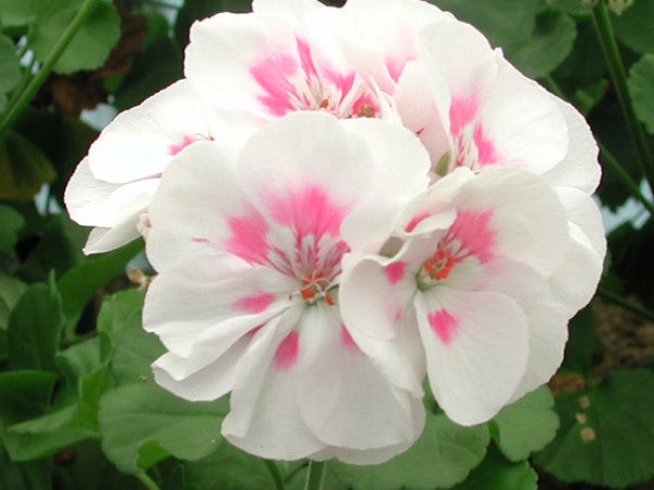 This is Zonal Pelargonium 'Chelsea Morning' which produces a pretty white flower with pink blushes in the centre.  It was raised by Hazel Key and named after her granddaughter who was born on one of the mornings of the Chelsea Flower Show!
