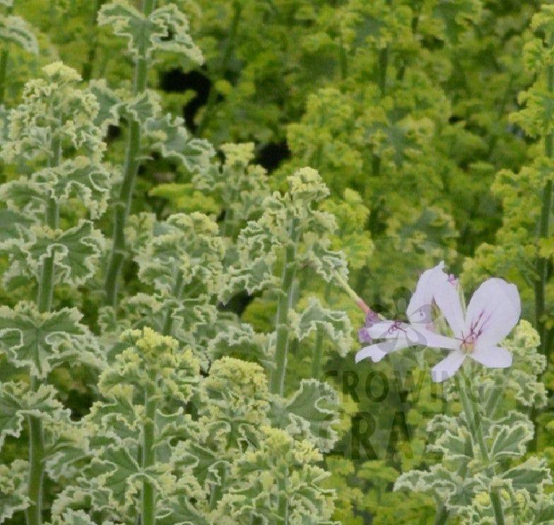 Crispum Variegatum - Lemon Scented Leaf Pelargonium (Geranium) - Single 6cm pot