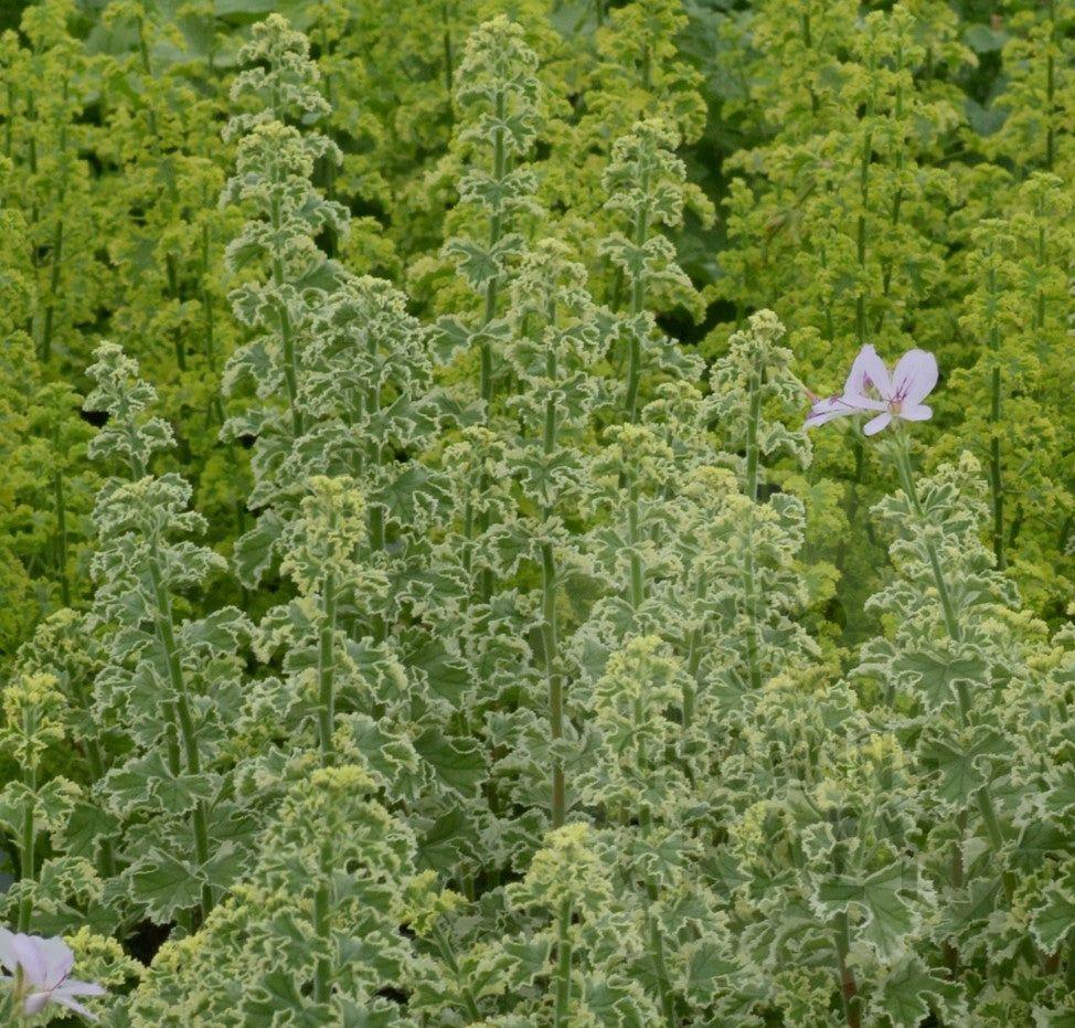 Crispum Variegatum - Lemon Scented Leaf Pelargonium (Geranium) - Single 6cm pot
